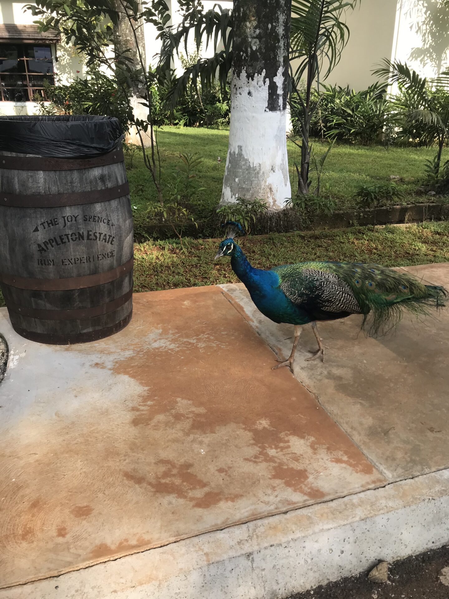 Appleton Estates Rum Factory Tour, St. Elizabeth, Jamaica - Image 8