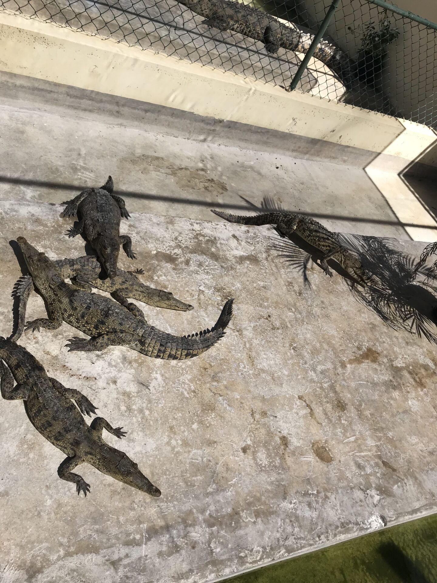 Black River Safari & Appleton Rum Factory Combo Tour Package - Image 7