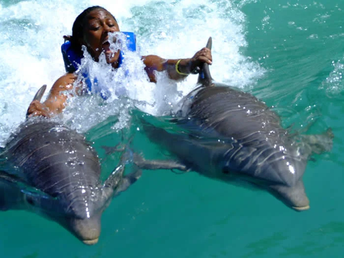 Dolphin Cove Ocho Rios Jamaica